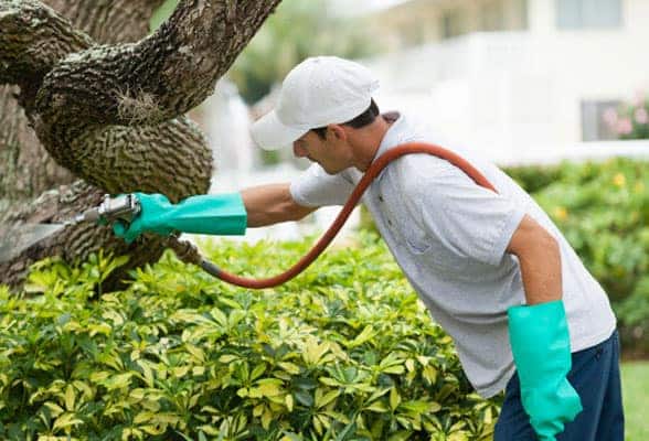 pest control company in Mumbai