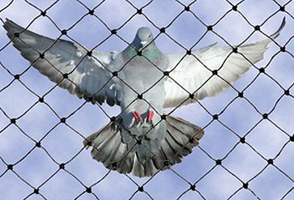 Bird Netting Services