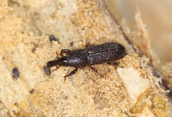 Wood Borer Treatment