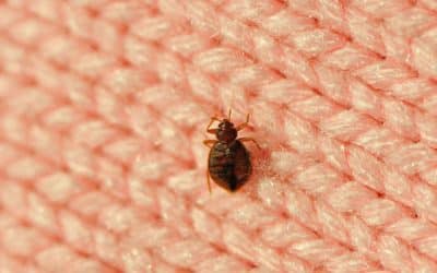 How to get rid of bed bugs permanently