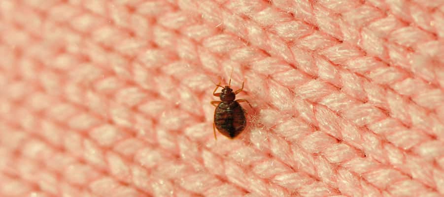 get rid of bed bugs infestation