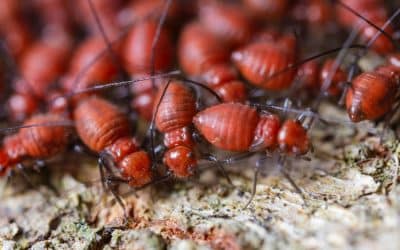 Terrible Termites – How are termites harmful to Humans ?