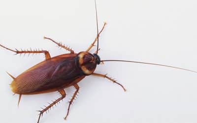 Deadly Cockroaches – List of Diseases caused by Cockroaches