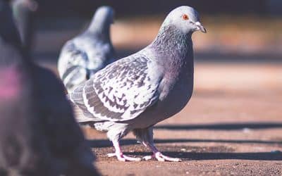 Pigeon problem solutions in India