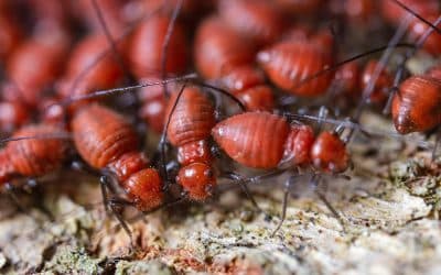 Termite treatment at home